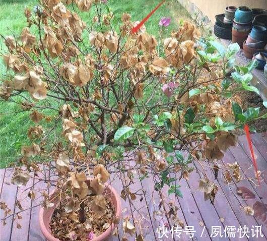 三角梅叶子“掉光牙”,4个方法“大拯救”,冒出新芽全是花