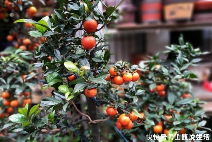 瓶兰花|这种植物的果子挂枝头很像灯笼，是观果盆景的上好品种，你喜欢吗