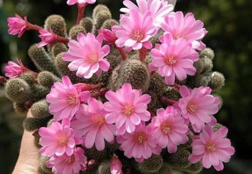 如何判断花卉缺水？教你一个小技巧，浇花不黄叶不烂根！