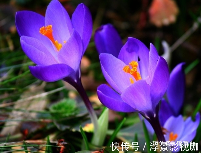 风铃草$此花花色明亮素雅，给人一种十分温暖的感觉，表达着温暖的爱意