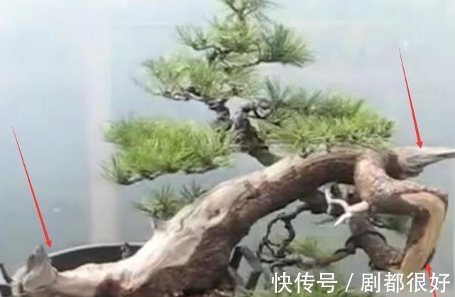 树皮|白骨森森，的舍利松树盆景图解，10图10个步骤，为大家解惑