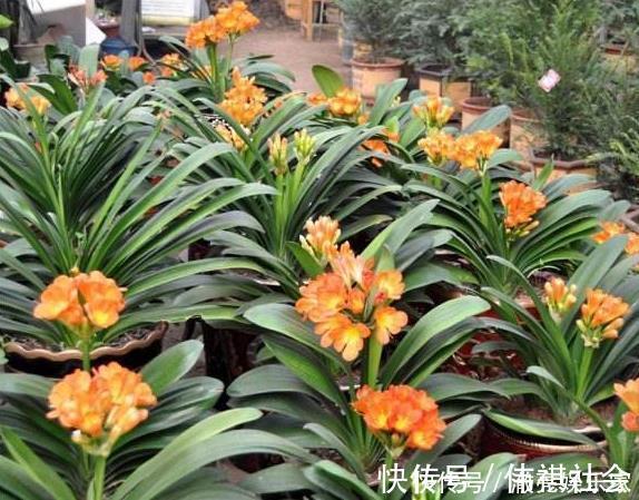 琴叶榕|3种花“太值钱”,不用去买,将“枝叶”拿来扦插,在4月就生根