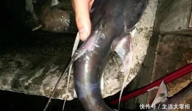 格外|此鱼“碰不得”,以后再钓到这种鱼要格外小心,本地人叫骨鱼