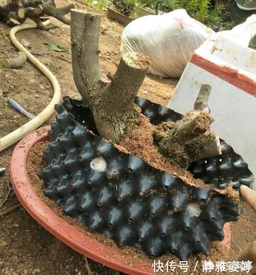 栽培|清香木盆景下山桩怎么栽培更容易成活?