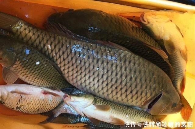 鱼饵中加入这玩意儿,冬天野钓鲫鲤有奇效