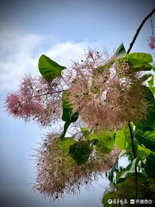 红叶黄栌树开花毛绒绒的，挺好看