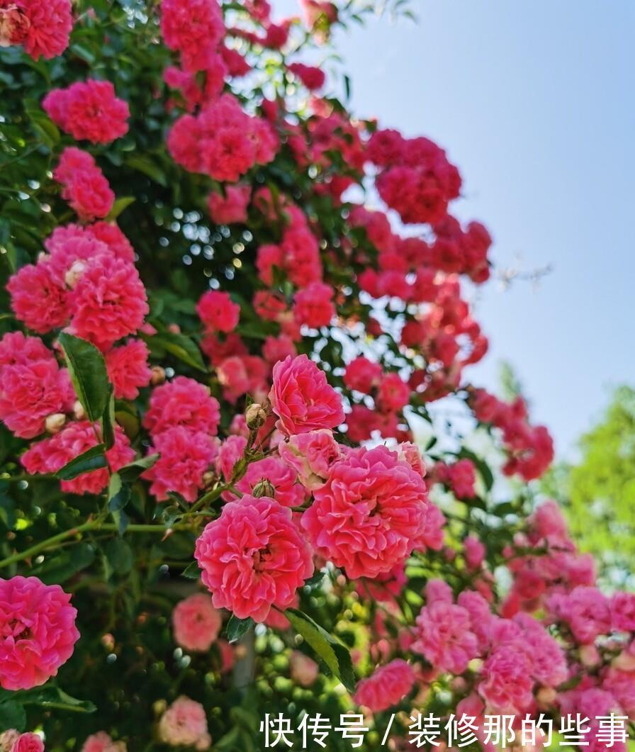 想要打造“高级”花园,春天种上“4种花”,颜值高,爱开花