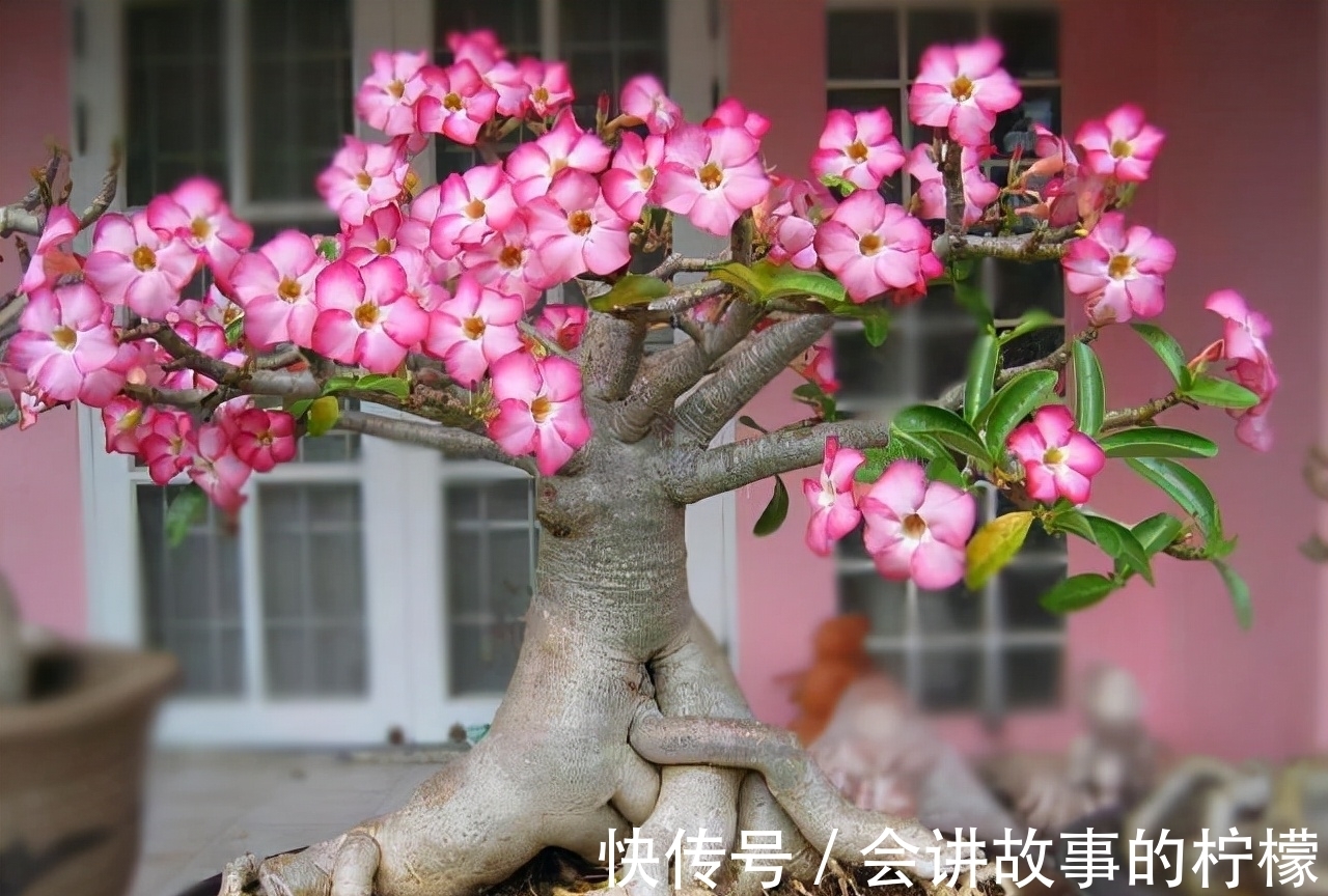 长寿花|5种“漂亮花”，喜欢毒日头，晒晒太阳，直接爆花快