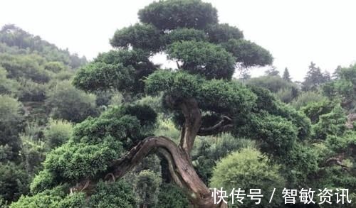 家中无法养这三类绿植，白送都不要，危害很大不建议养