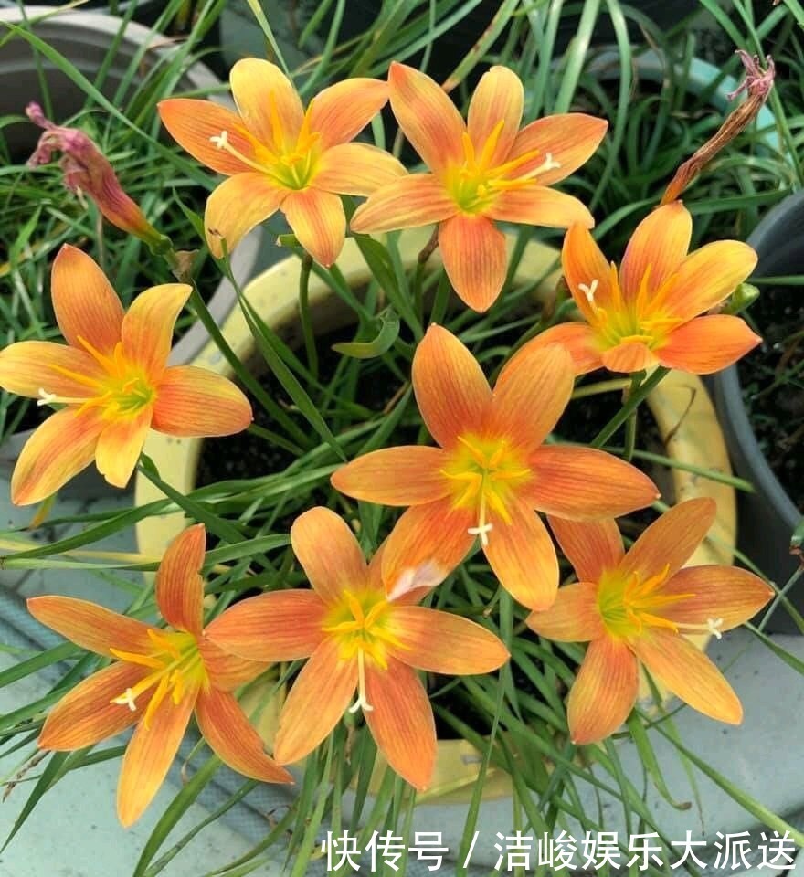 植株|5种花，夏天喜欢“淋雨”，雨水多长得旺，花朵鲜艳芳香