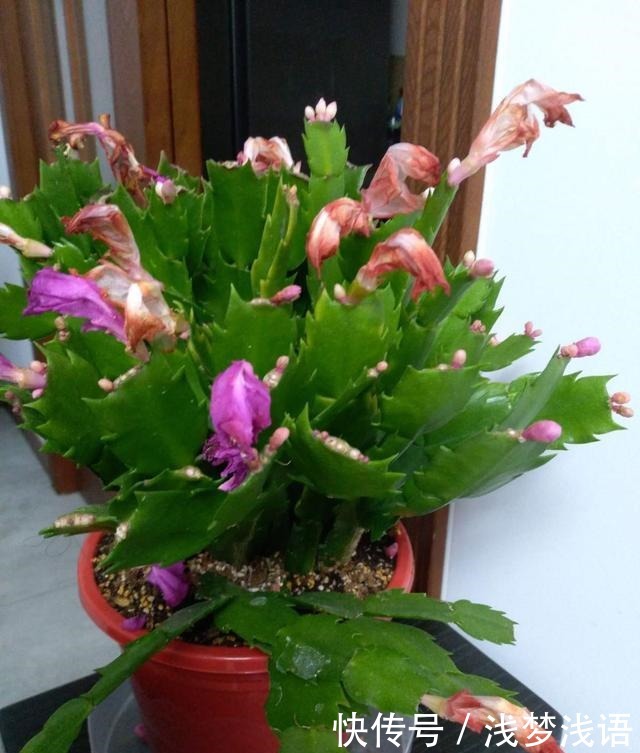 蟹爪兰花苞未开，就已经枯萎，快停止这“3动作”！还能开一茬花！