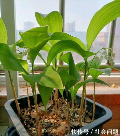 清新|卫生间异味大,放3种小盆栽,耐阴好养,空气清新