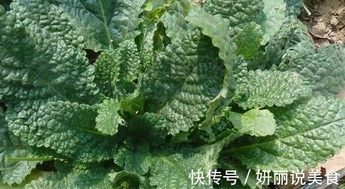 痔疮|生长在农村的野草，长的虽丑，却可以止咳消炎，治咽炎，疗痔疮