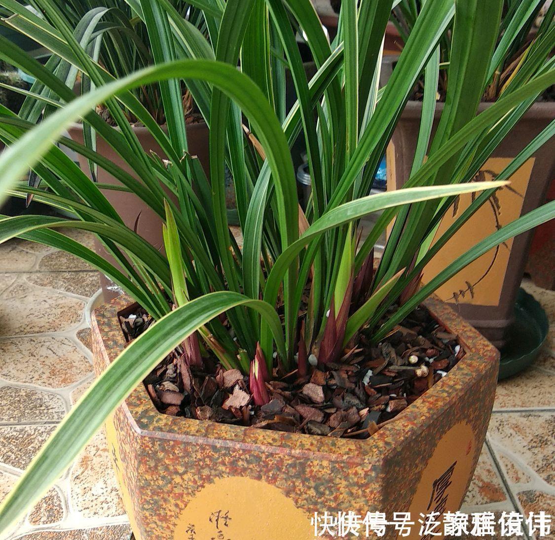 停歇|金边建兰为什么一直发芽不会开花？分盆换房子，花开不停歇