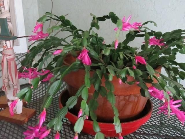 空气湿度|室内蟹爪兰四季养护操作,繁殖和促花技巧教给你,看你能学多少