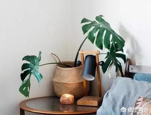 室内不喜光的植物有哪些？