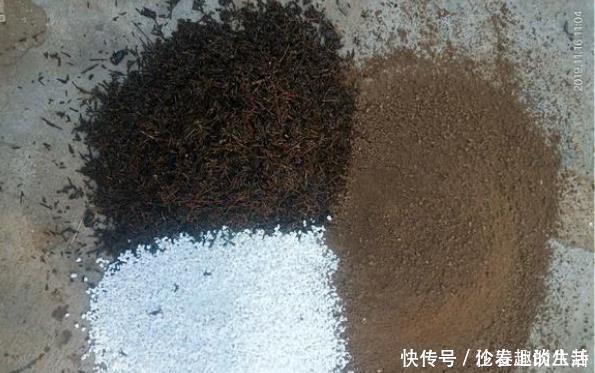 养花的土变硬了老花匠别铲,浇上“1种水”,30天变疏松