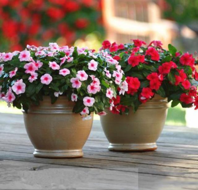 最好养的花,一粒种子繁殖一大盆,几乎全年开花,快养上一盆吧