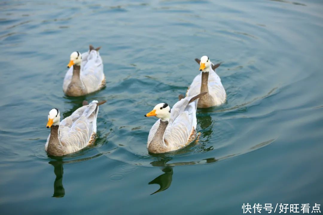 老年|西安昆明池七夕公园：春风水暖鸭先知 自在鸟儿各争鸣