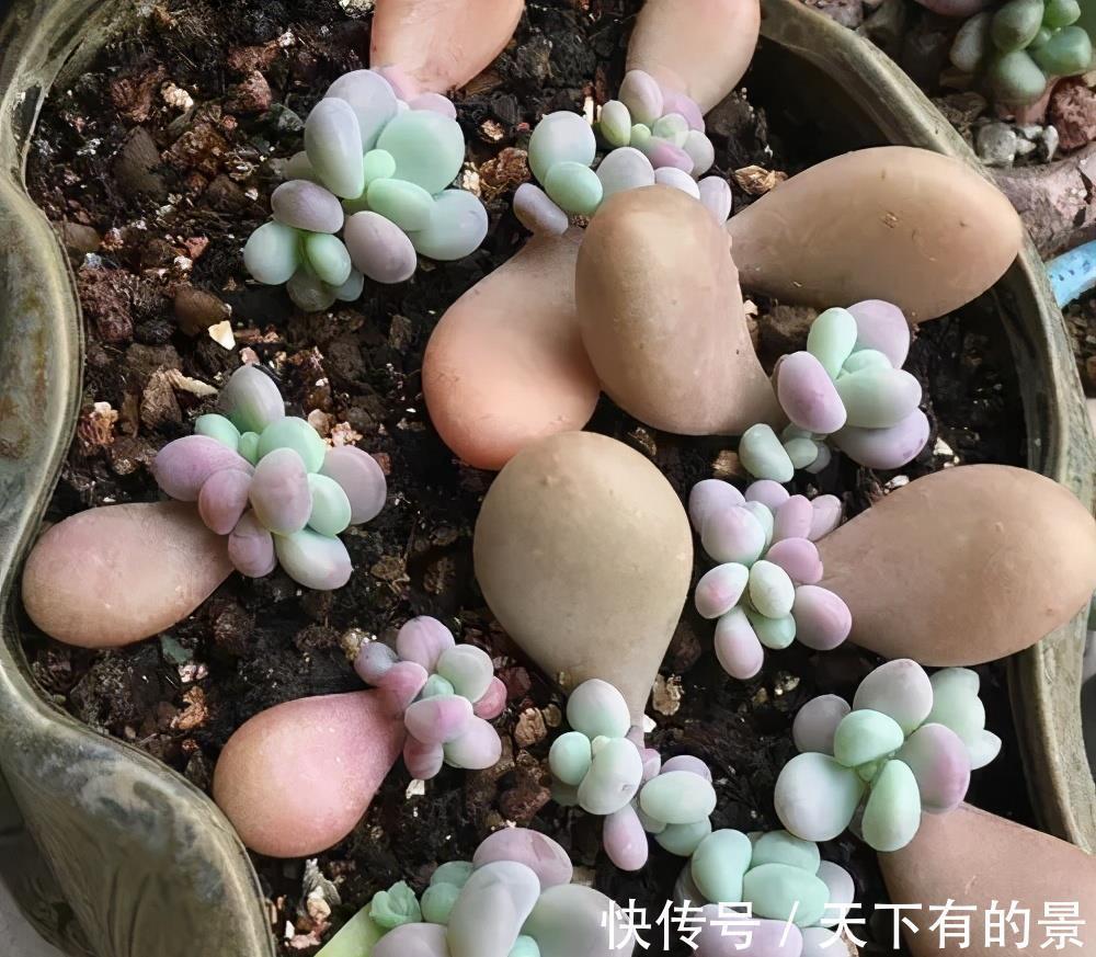 新芽|4种花真强悍，1片叶子就能繁殖出新植株，养两年成大户