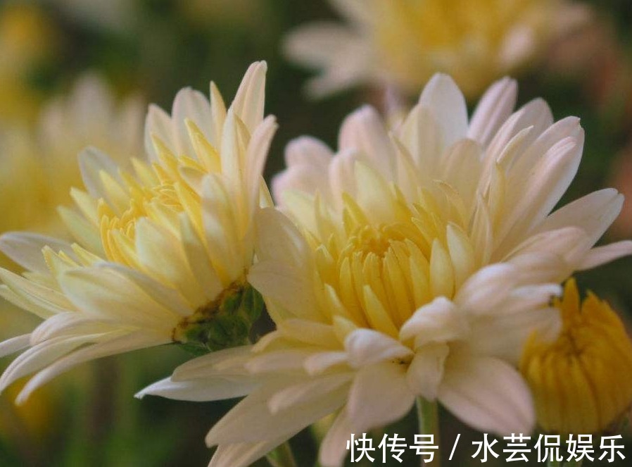 菊花|只需五个步骤,轻松让菊花四季都开花,爆盆不断,枝繁还叶茂!