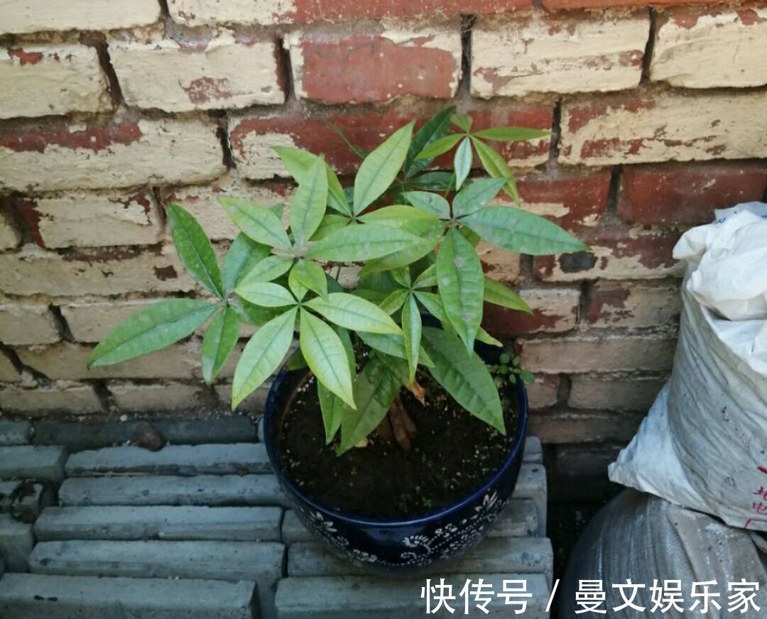 绝招|夏季给发财树换盆到底要不要浇定根水3种换盆方式不同浇水绝招