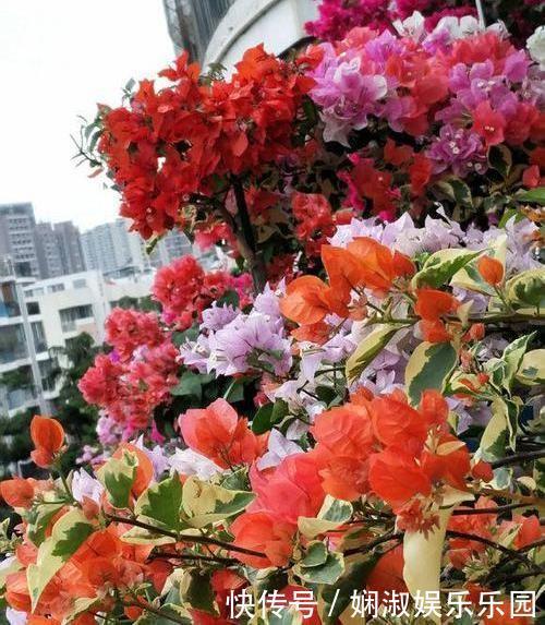 扦插月季、栀子花、三角梅,只用一个矿泉水瓶,插出满满大白根