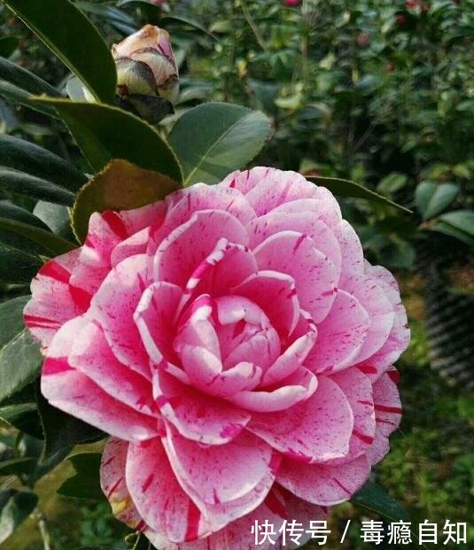 在家养6种花,越冷越开花,冬天也有花赏!