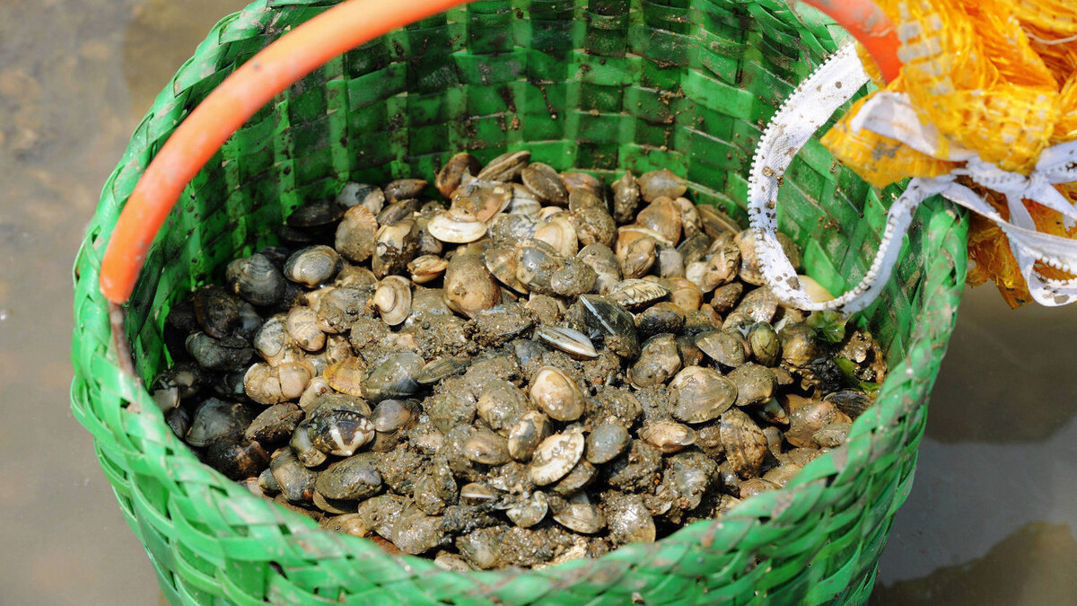 花蛤吐沙小技巧,不用只会用盐水,教你更好的方法,快速吐干净