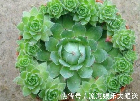 酒精|婆婆把酒精倒在多肉上，没过几天大变样，应该早点那么做