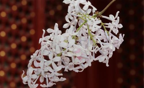 金银花|肝不好的人,记住多喝3水,少吃1物,肝病会悄悄溜走