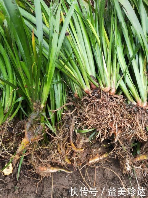 石菖蒲|1种生在水边的“野草”,人们视而不见,却是珍贵的“中草药”