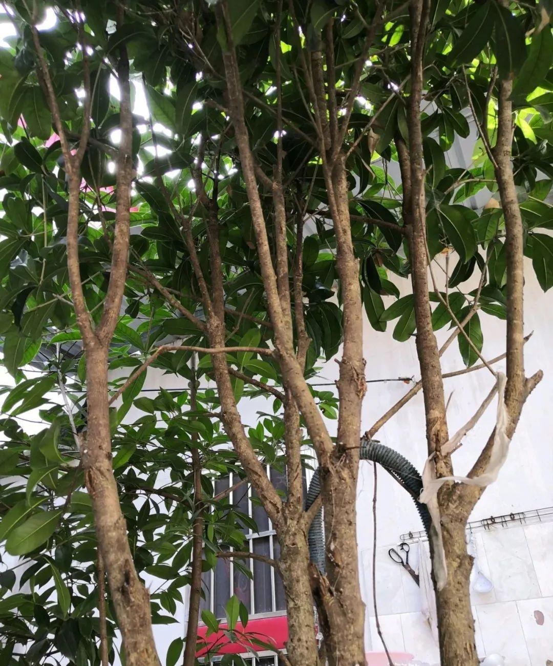 10种花，现在抓紧剪，更抗冻、好过冬！