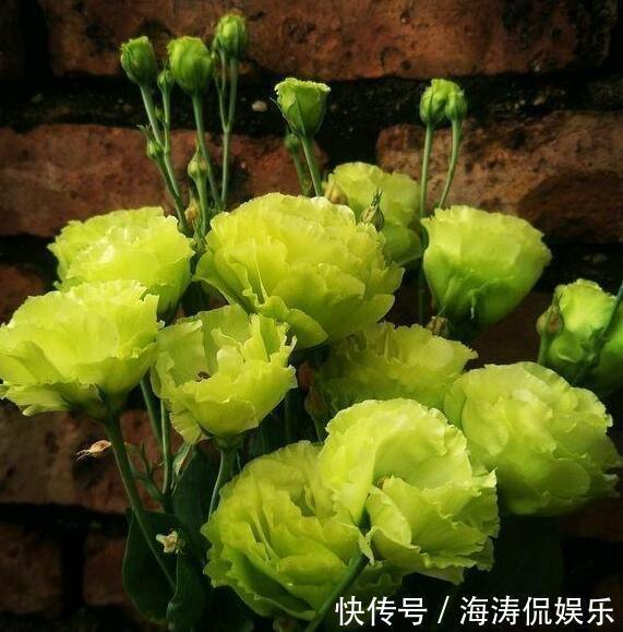 花商们|张小姐养盆这个花,花开如玫瑰,好养如绿萝,邻居头回见,说好美