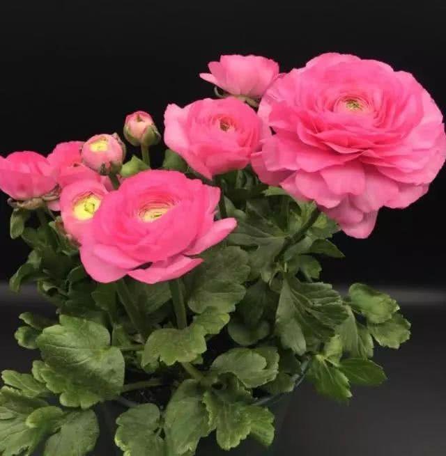 似牡丹,价格低,丢土里就能活,寒冬也能繁花似锦