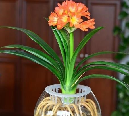 “1种水”浇君子兰，7天冒出“大白根”，30天枝叶油绿，冒花芽