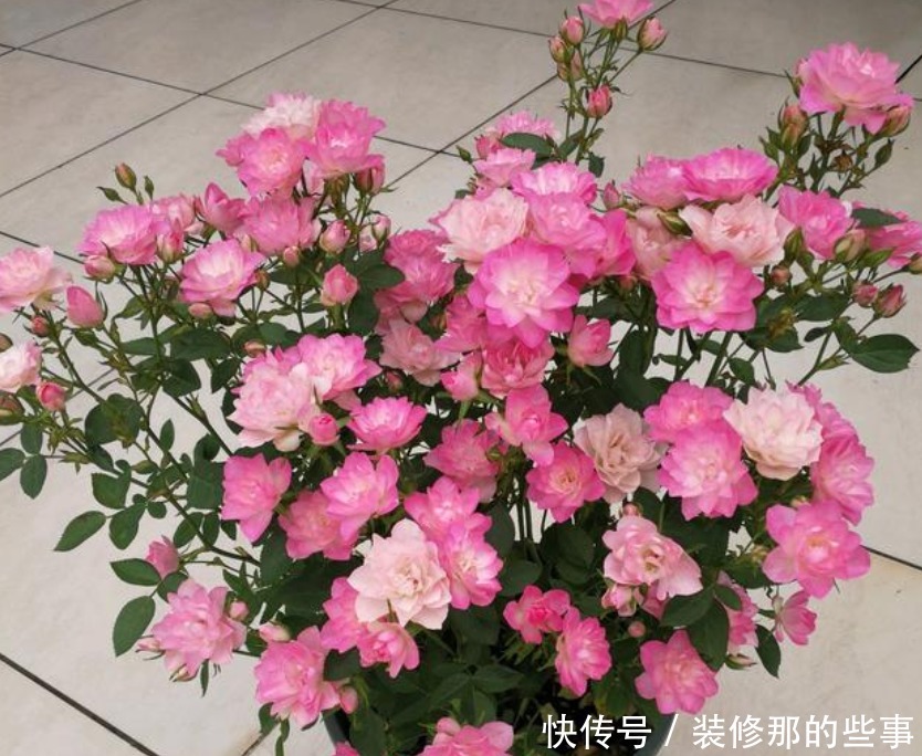 春天“4种花”赶紧养起来，养在哪里都爆盆，好运到来