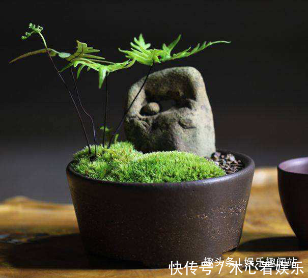 盆栽|房间的盆栽太单调挖点青苔做铺垫,直接养成令人陶醉的微观盆景