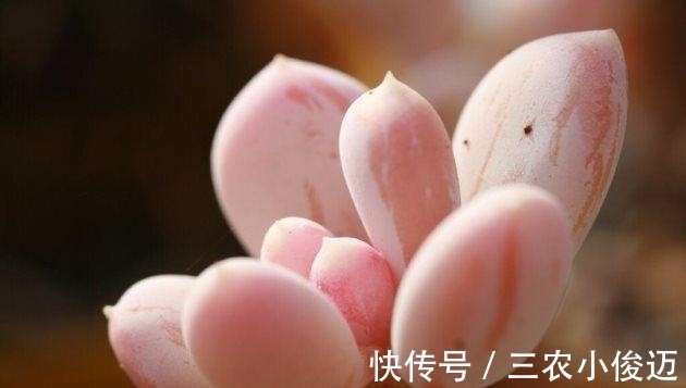 多肉植物|新买的多肉这么养, 不发软不变黄, 长得胖乎乎的