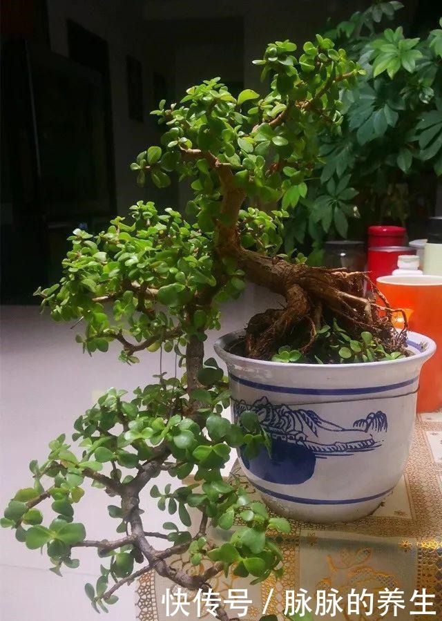 过年养盆“金枝玉叶”寓意好,盆景造型颜值高,越养越有钱!
