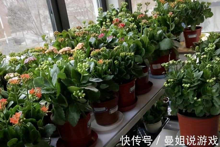 到了11月，养长寿花牢记这5点，盆栽花开一茬接一茬，又多又美