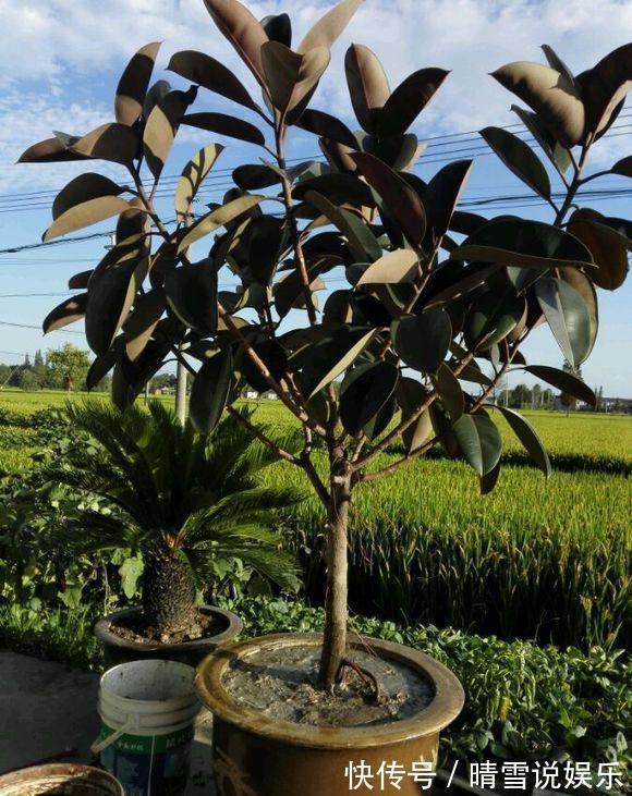 修剪|盆栽橡皮树,养护有诀窍,叶子亮的能发光,枝干粗壮,百搭盆栽