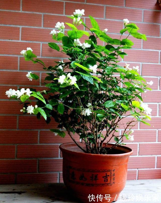 花期|茉莉花怎么养做好这几件小事,花期长开花多,香味飘满屋