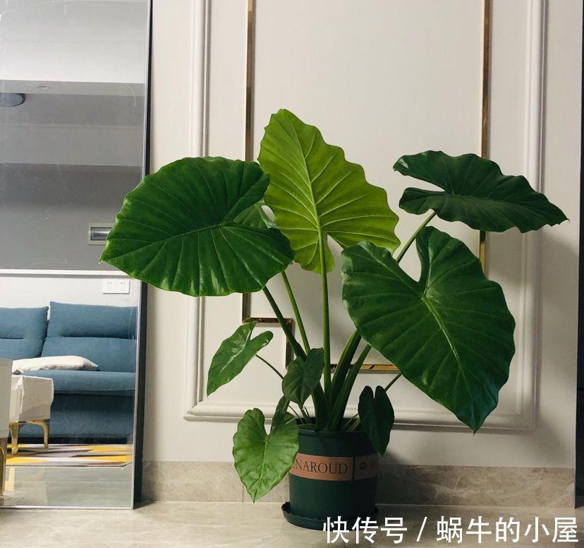 当心|当心！4类植物请远离卧室，你还不知道吗？