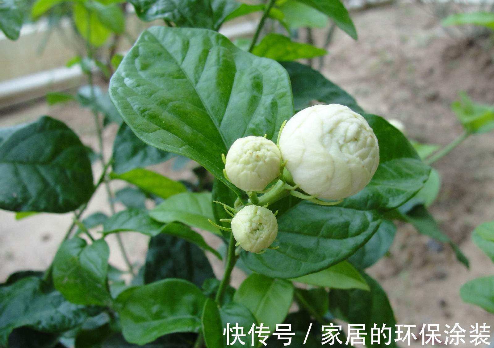 湿润|茉莉花的养殖方法和技巧有哪些？