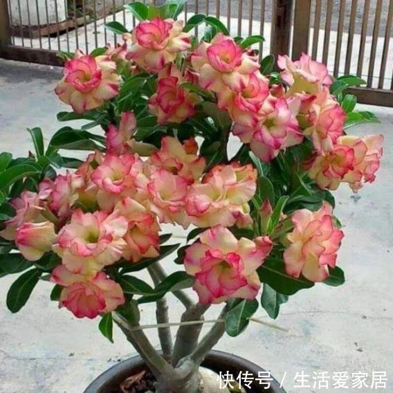 公认的3种懒人花,生性强健颜值高,随便一养开爆花,适合新手