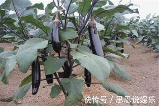 蒜泥茄子|茄子用油炒等于白吃了，养生专家教你正确的吃法，吃了能抗衰防癌