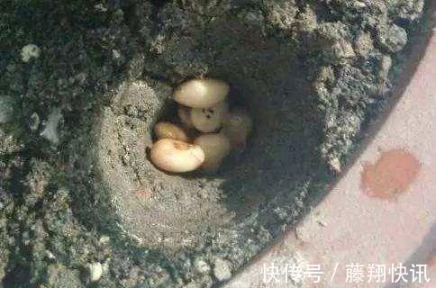 盆里加上“黄金豆”,叶片油亮亮,烂根黄叶都没有,发财树真好养