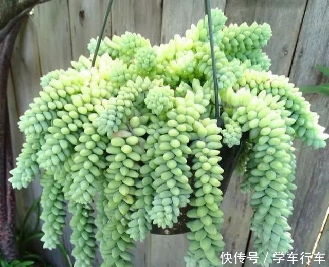“吊着养”的多肉,不要控养撒欢长,千珠万珠垂落,阳台一片好景!