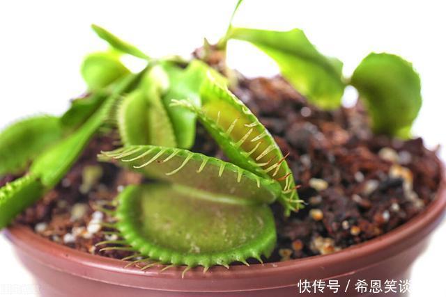 花草|“难养”花草名单已公布，是有些花友的最爱，劝你早放弃